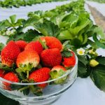 好想吃草莓但又害怕農藥殘留-好吃又安全的草莓選購撇步